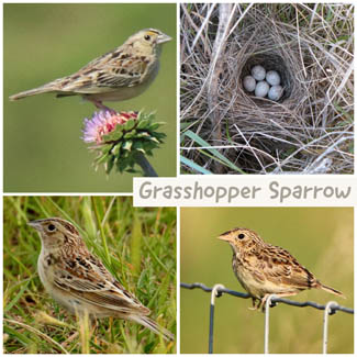 Grasshopper Sparrow